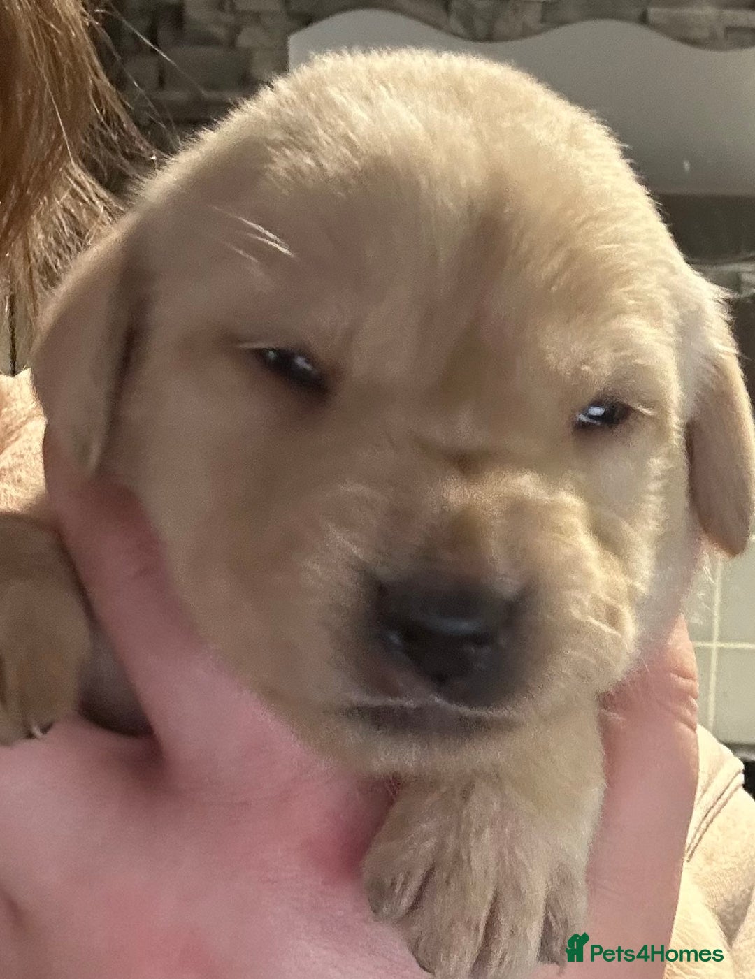 Labrador Retriever dogs for sale: Labrador - Advert 7