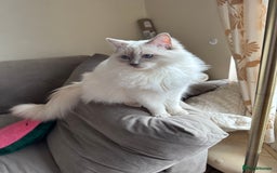 Ragdoll cats for sale: Rare Ragdoll Kitten - Image 5