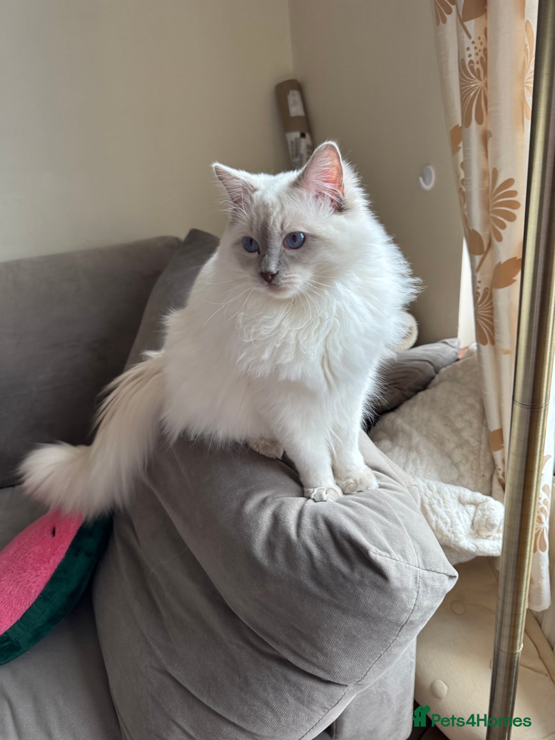 Ragdoll cats for sale: Rare Ragdoll Kitten - Image 5