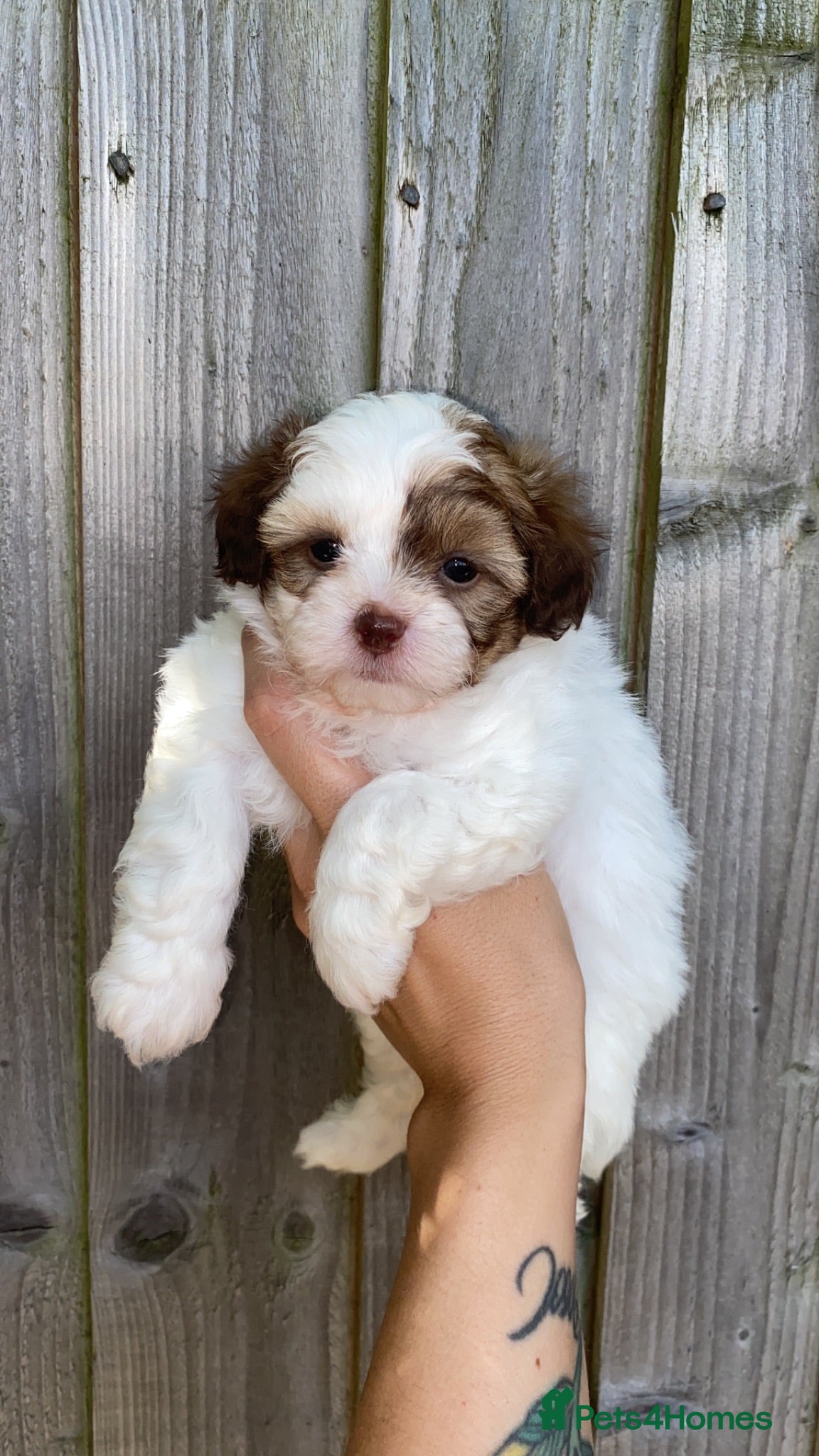 Shihpoo dogs Imperial toy Shih poo puppies  - Advert 1