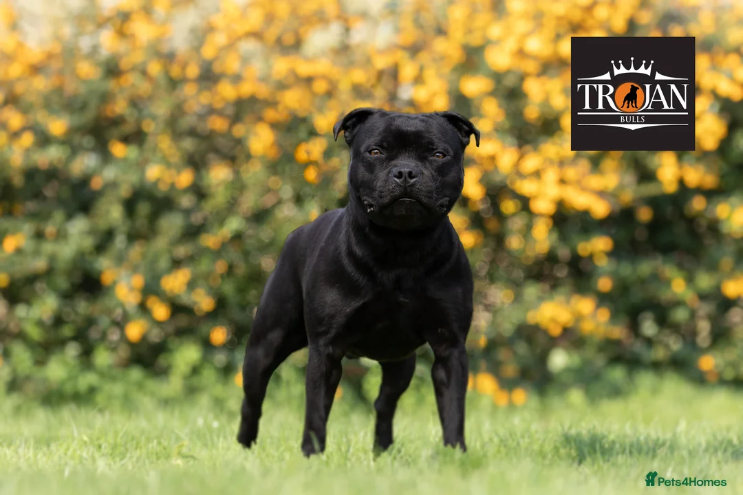 Staffordshire Bull Terrier dogs for stud: 🏆EXCLUSIVE GRAND CHAMPION BLACK BLUE GENE STUD🏆 in Basingstoke - Advert 2