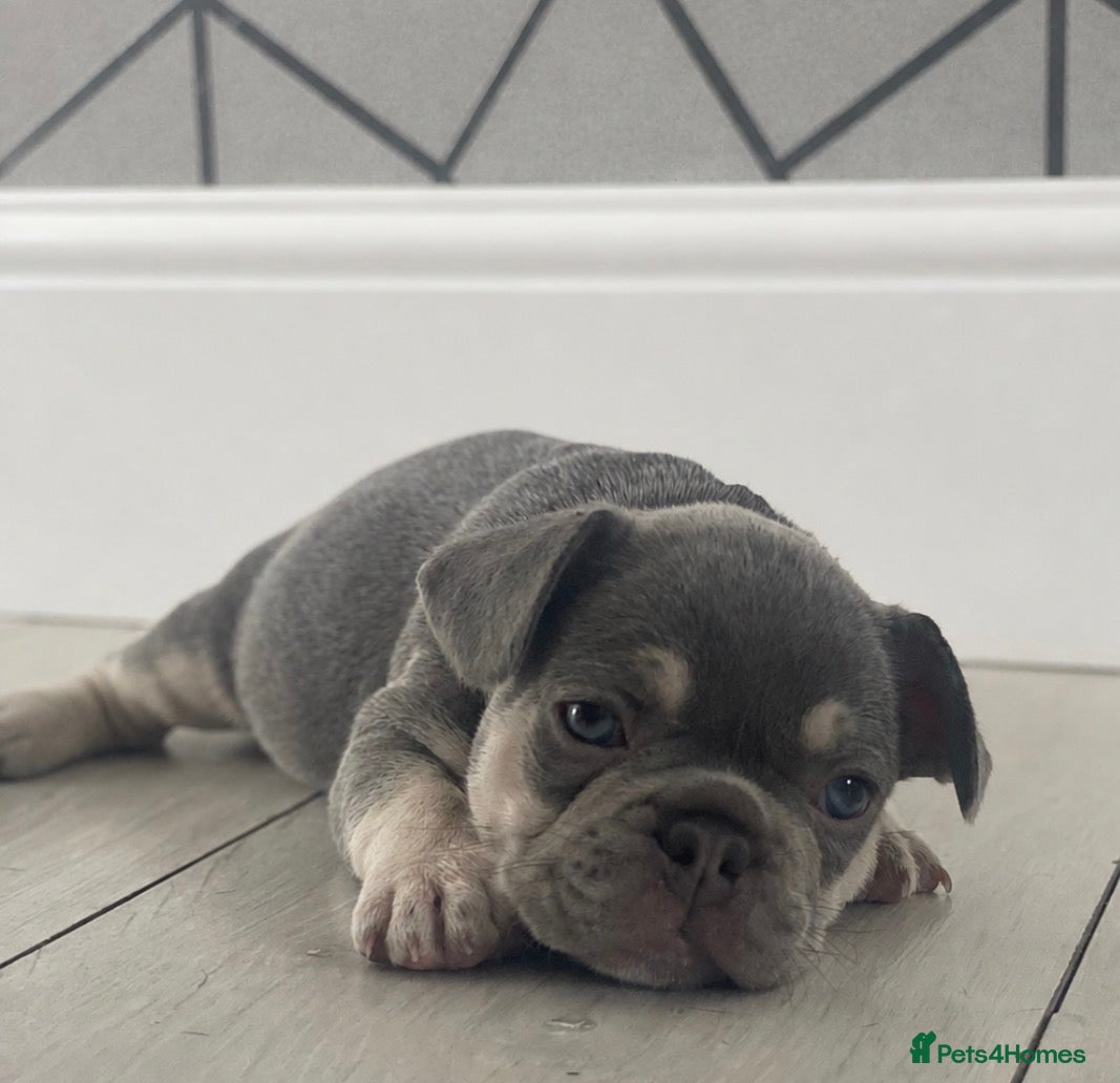 French Bulldog dogs Stunning litter of high quality French bulldogs  - Advert 16