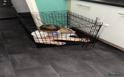 Mixed Breed dogs for sale: 11 week old Toya  - Image 5