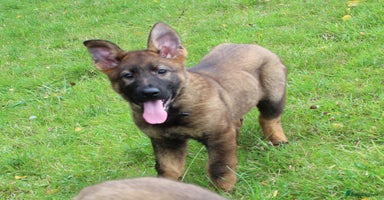 German Shepherd dogs - Advert 9