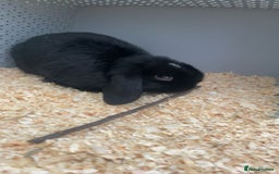 Mini Lop rabbits for sale: 10 week old female mini lop - Image 3