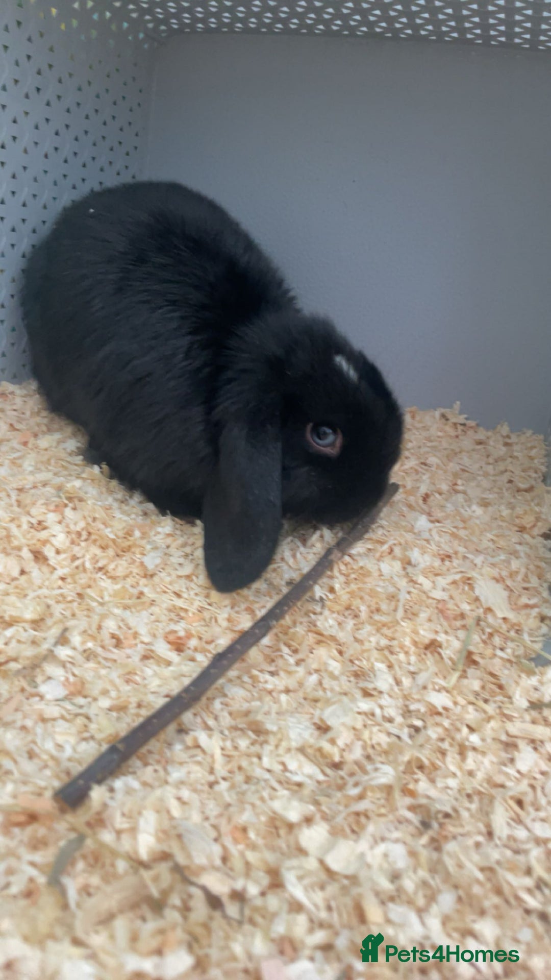Mini Lop rabbits for sale: 10 week old female mini lop - Image 3
