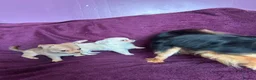 Chihuahua dogs for sale: Outstanding tiny tiny chichahua  - Advert 14
