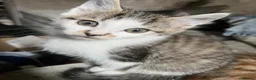 Mixed Breed cats for sale: Kittens ready to go 9 weeks old  in Nuneaton - Advert 9