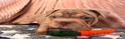 Mixed Breed dogs for sale: French bulldog X Pocket bully in Birmingham - Advert 22
