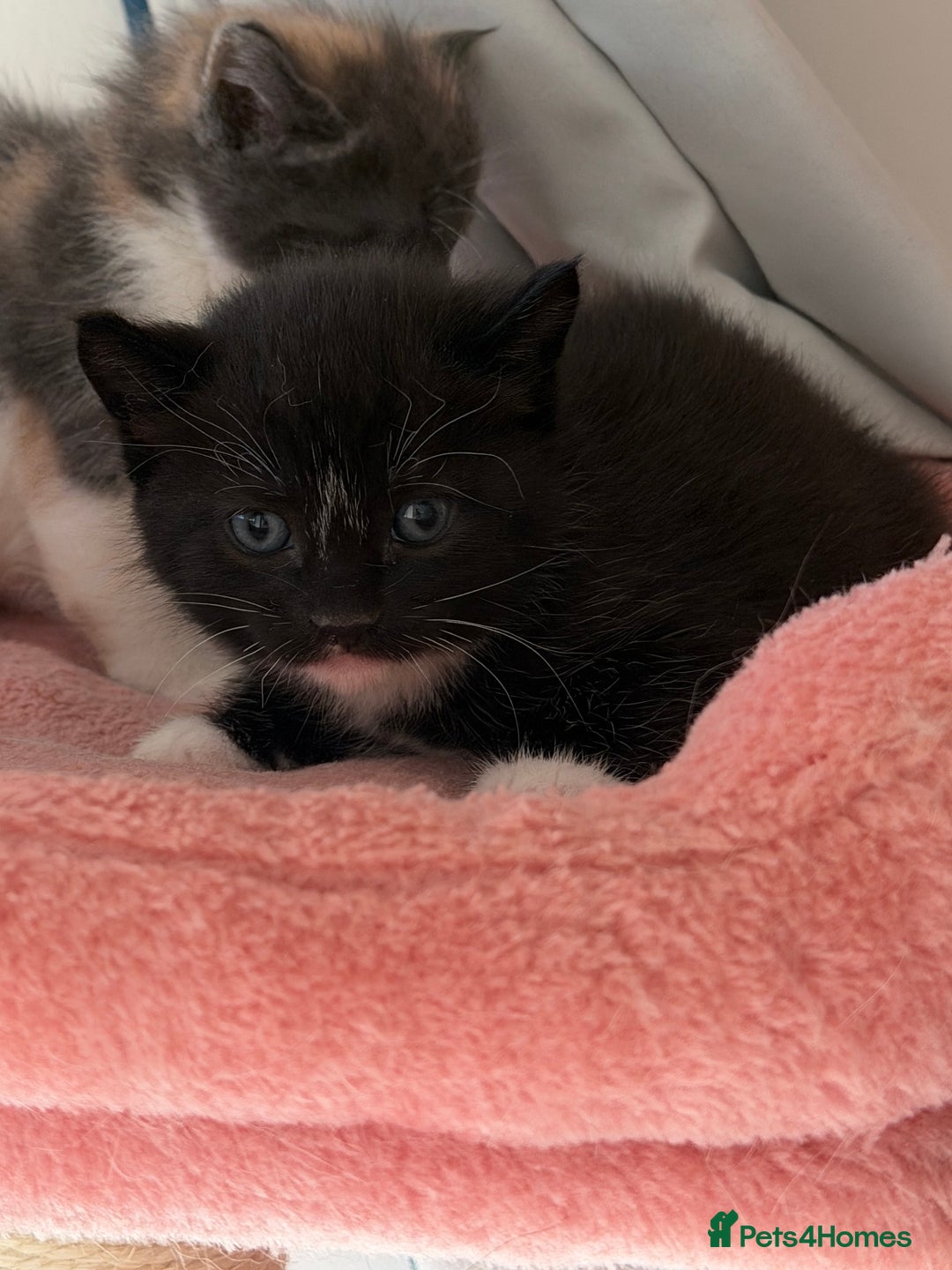 British Shorthair cats for sale: Looking for new home!!! - Advert 19