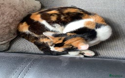 American Shorthair cats for sale: Loving cats for sale  - Image 4