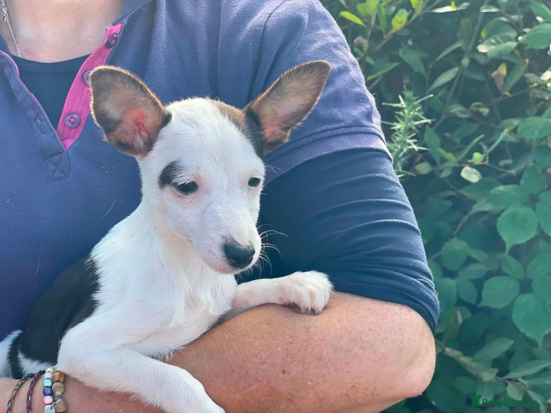 Jack Russell dogs for sale: Gorgeous Jack Russell puppies ready now - Advert 5