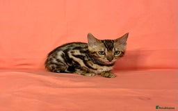 Bengal cats for sale: 🐾Purebred BENGAL Kittens🐾  - Image 31