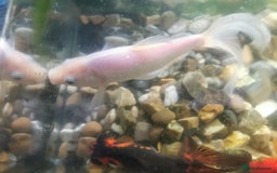 Fancy Goldfish fish for sale: 2 fancy goldfish and 1 white goldfish  - Image 1