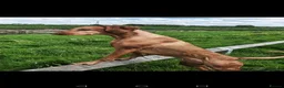 Hungarian Vizsla dogs for sale: Beautiful pedigree Hungarian vizsla litter of 9  - Advert 15