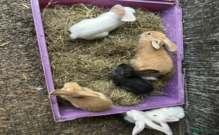 New Zealand rabbits - Advert 7