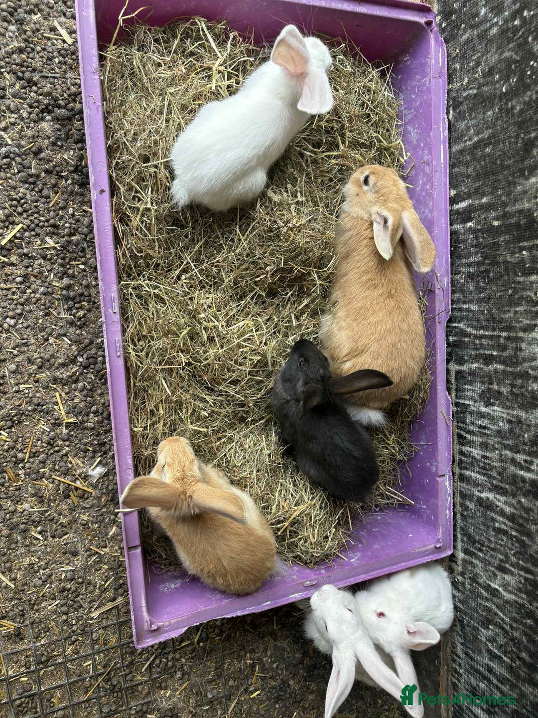 New Zealand rabbits for sale: 8 week old New Zealand Rabbits for sale - Image 1
