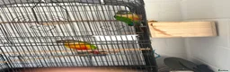 Conures birds for sale: Green cheek conures  - Advert 4