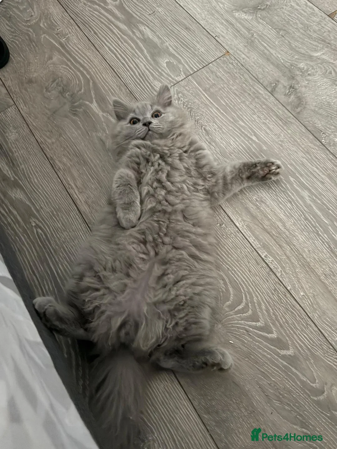 British Longhair cats for sale: British longhair kittens  - Advert 2