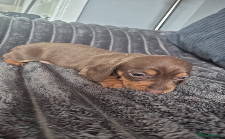 Miniature Dachshund dogs - Advert 4