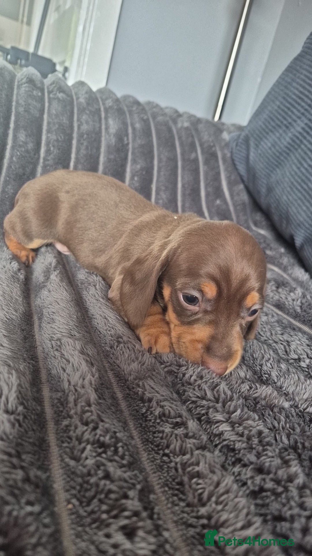 Miniature Dachshund dogs for sale: Miniature dashaund chocolate&tan male  - Image 1
