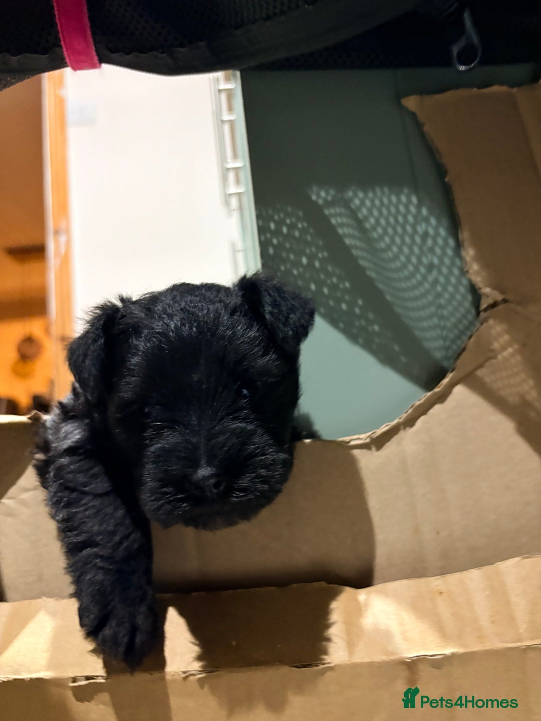 Miniature Schnauzer dogs for sale: Miniature Schnauzer pups - Advert 7