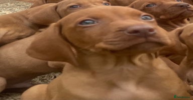 Hungarian Vizsla dogs - Advert 11