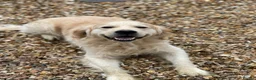 Golden Retriever dogs for stud: Golden Retriever for STUD  - Advert 3