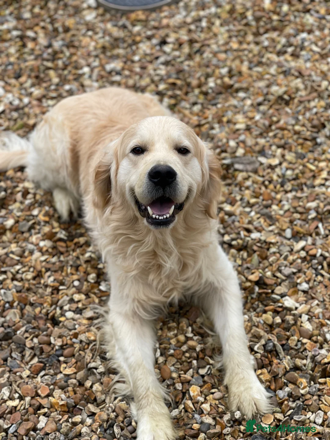 Golden Retriever dogs for stud: Golden Retriever for STUD  - Advert 3