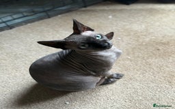 Sphynx cats for sale: ✨ Chunky Stunning Sphynx Kittens for Sale ✨ - Image 7