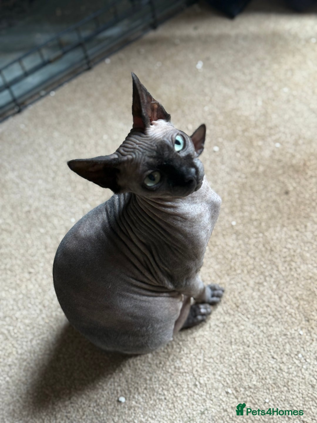 Sphynx cats for sale: ✨ Chunky Stunning Sphynx Kittens for Sale ✨ - Image 7