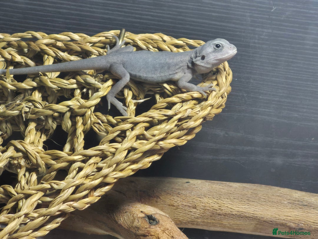 Bearded Dragon reptiles for sale: Bearded dragons  babies  - Advert 4