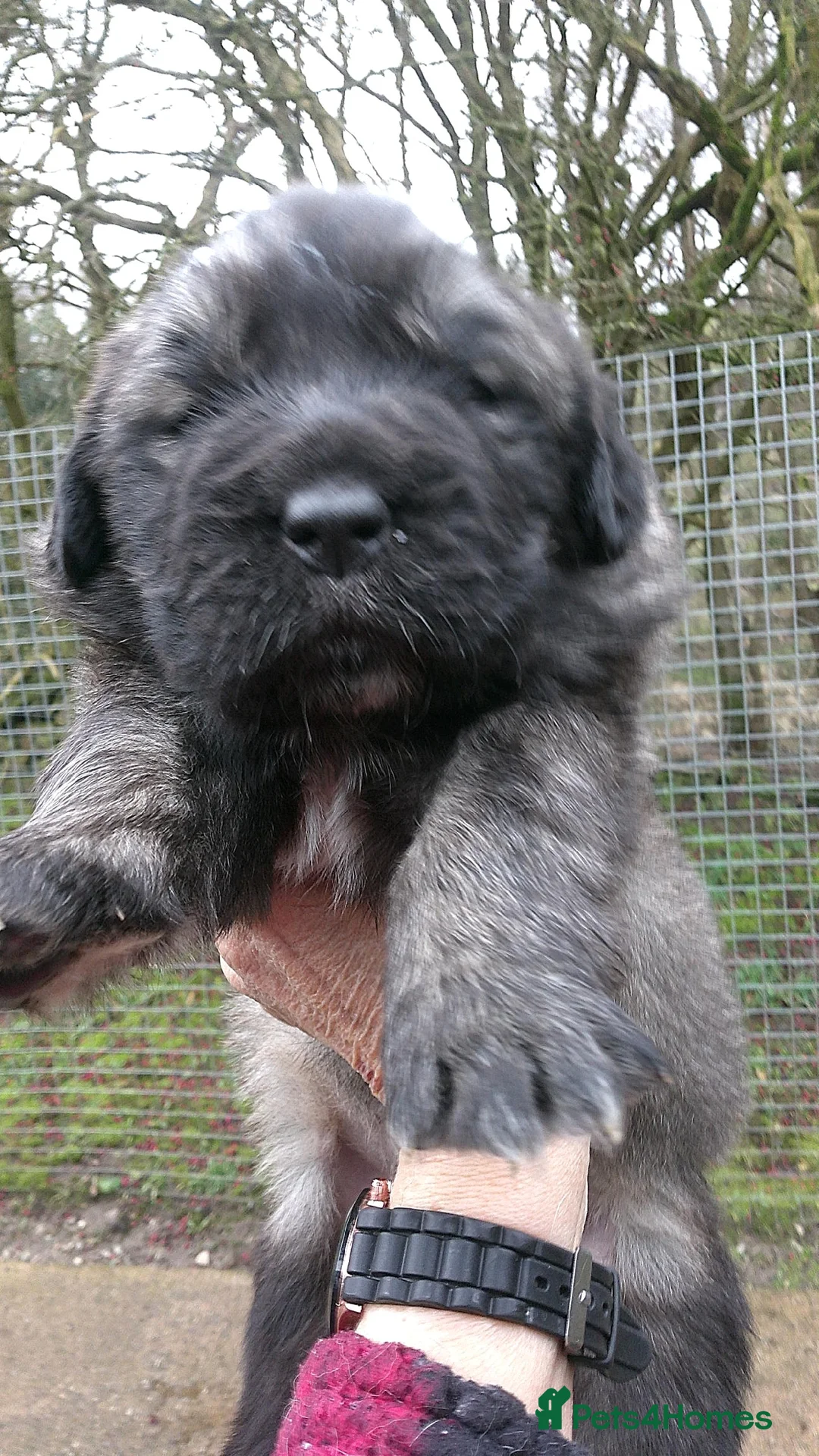 Newfoundland dogs for sale: Newfoundland puppies - Advert 4
