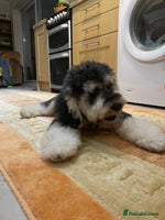 Cockapoo dogs Meet Mylo - Advert 7