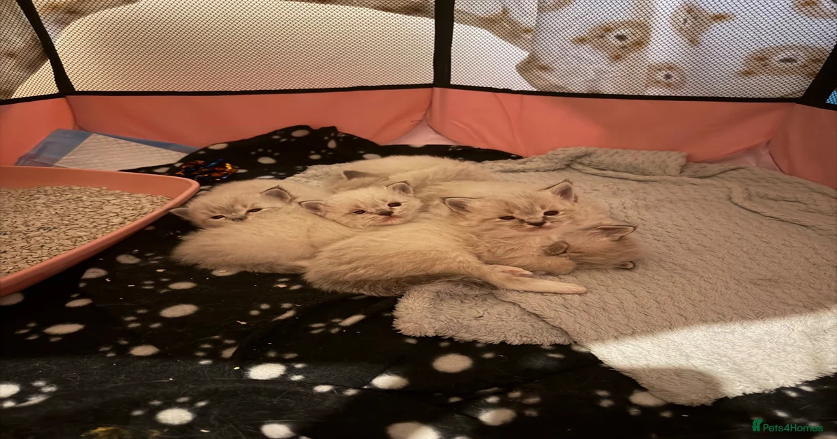 Lila Ragdoll Kittens for sale | Pets4Homes