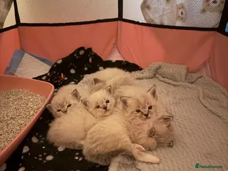 Ragdoll cats Adorable litter of Ragdoll kittens - Advert 16