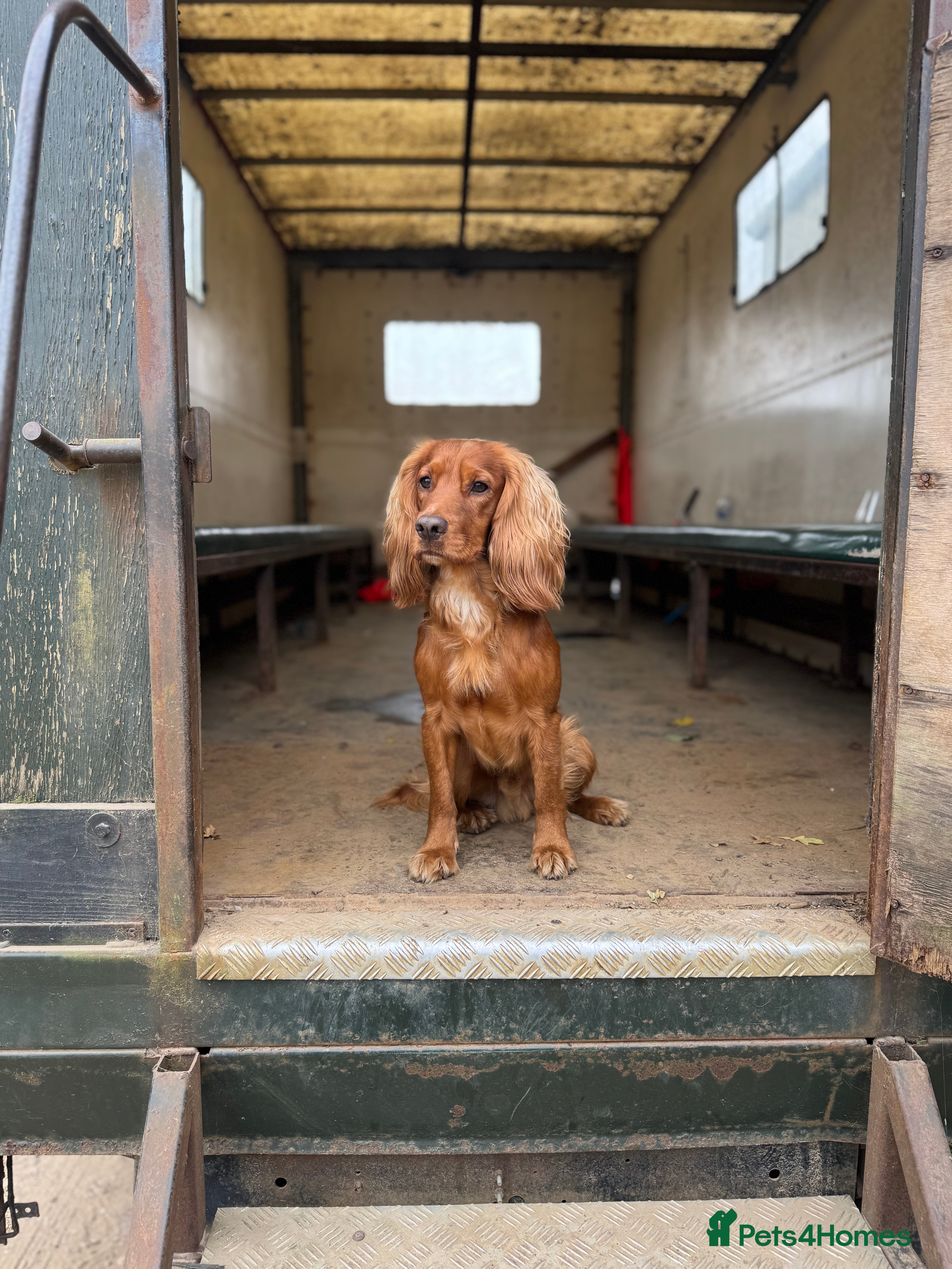 Cocker Spaniel dogs For Stud - Camsiscan Solaris Samurai  - Advert 6