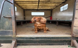 Cocker Spaniel dogs for stud: For Stud - Camsiscan Solaris Samurai  - Image 1