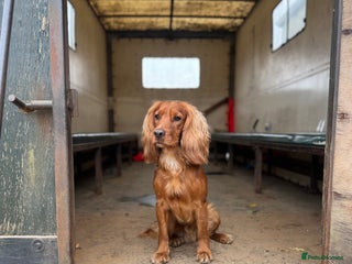 Cocker Spaniel dogs - Advert 4