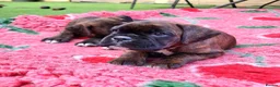 Boxer dogs for sale: Amazing bobtail/ tailed boxer puppy - Advert 15
