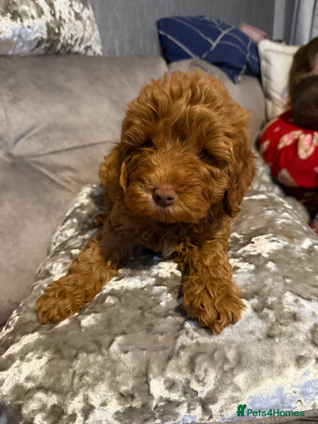 Cockapoo dogs for sale: Beautiful red cockapoo puppies ready now - Advert 2