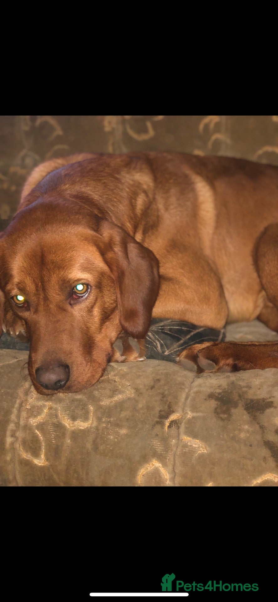Labrador Retriever dogs Stunning Labradors for sale  - Advert 2