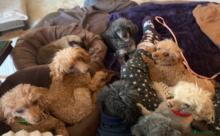Toy Poodle dogs - Advert 4