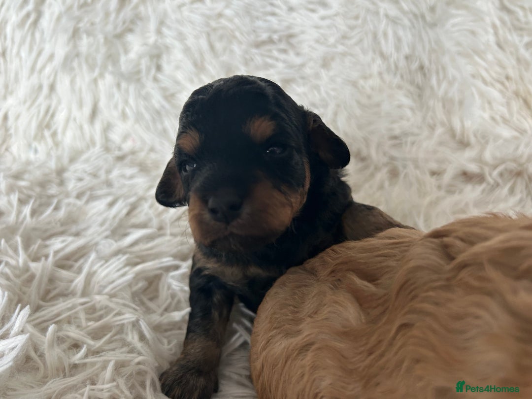 Cavapoo dogs for sale: Stunning Cavapoo puppies  - Image 9