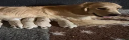 Golden Retriever dogs for sale: Beautiful golden retriever babies  - Advert 10