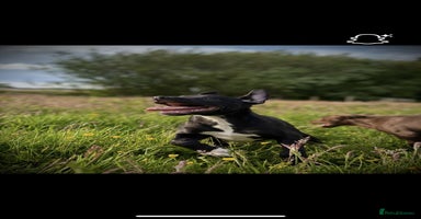 Lurcher dogs - Advert 3
