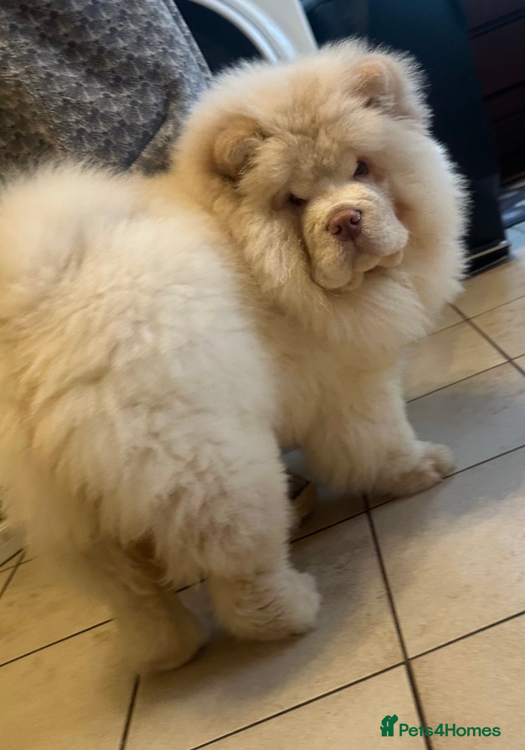Chow Chow dogs for sale: Outstanding Quality Platinum Girl - Advert 7