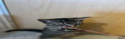 Domestic Shorthair cats for sale: Adorable Tabby Kittens Seeking Their Forever Homes - Advert 7