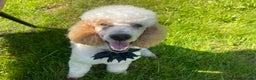Miniature Poodle dogs for stud: Red/aipricot parti poodle. DNA clear  in Porth - Advert 6