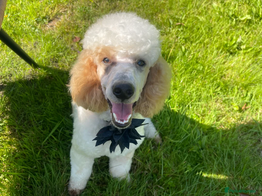 Miniature Poodle dogs for stud: Red/aipricot parti poodle. DNA clear  in Porth - Advert 6